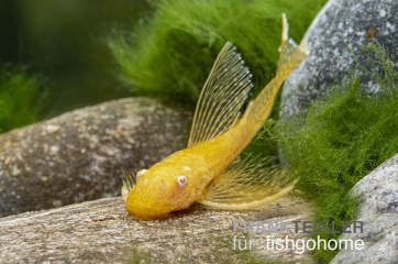 Ancistrus sp. gold long fin
