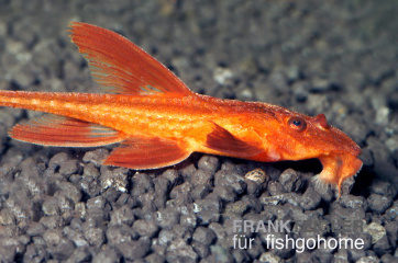 Loricaria sp. red