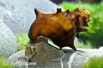 Brotia pagodula