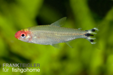 Hemigrammus rhodostomus
