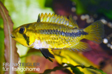Apistogramma cacatuoides
