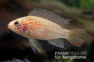 Apistogramma sp.viejita gold
