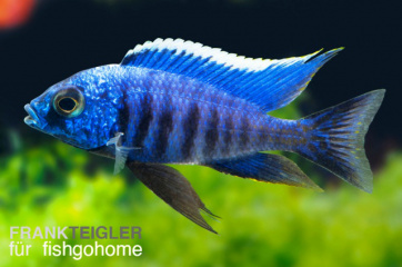 Copadichromis azureus