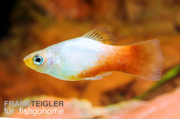 Xiphophorus maculatus blue-red