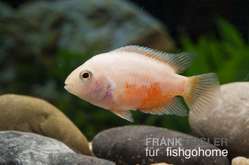 Cichlasoma nigrofasciatum albino