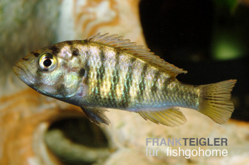 Haplochromis nyererei