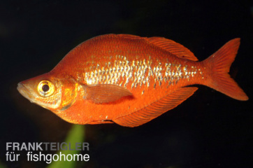 Glossolepis incisus