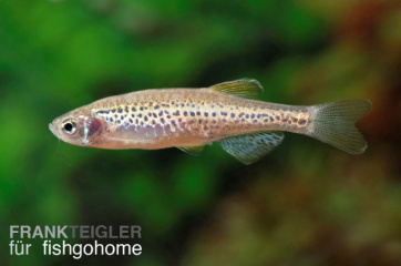 Brachydanio frankei